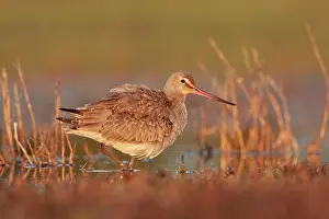 Godwits: Hudsonian Godwit - first winter Non-breeding plumage