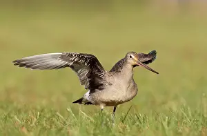 Godwits: Hudsonian Godwit - first winter Non-breeding plumage