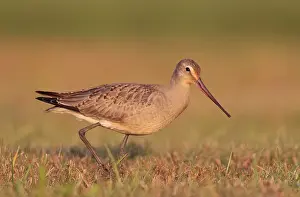 Godwits: Hudsonian Godwit - first winter Non-breeding plumage