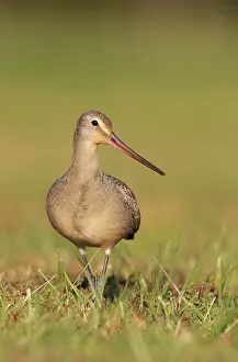 Godwits: Hudsonian Godwit - first winter Non-breeding plumage