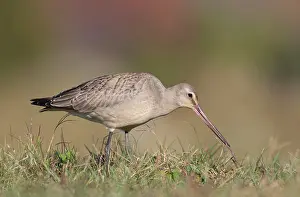 Godwits: Hudsonian Godwit - first winter Non-breeding plumage