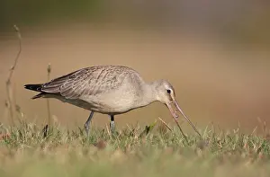 Godwits: Hudsonian Godwit - first winter Non-breeding plumage
