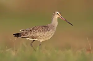Godwits: Hudsonian Godwit - first winter Non-breeding plumage