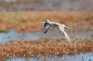 Haemastica: Hudsonian Godwit - in flight