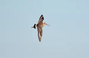 Godwits: Hudsonian Godwit - in flight -first winter Non-breeding