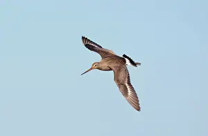 Godwits: Hudsonian Godwit - in flight -first winter Non-breeding
