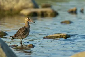 Ken Archer: Hudsonian godwit pauses a small creeks edge in the arctic