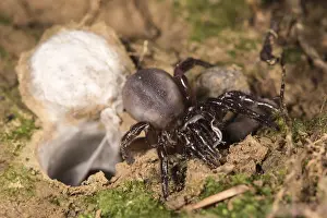Prosoma: Huge adult female of Moggridges trapdoor spider