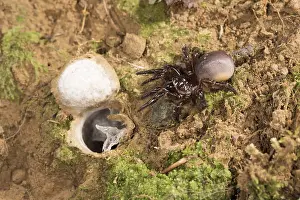Prosoma: Huge adult female of Moggridges trapdoor spider