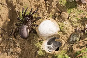 Prosoma: Huge adult female of Moggridges trapdoor spider
