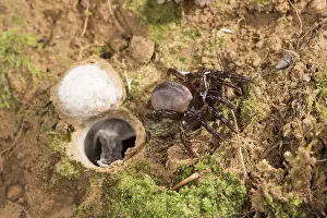 Spiders: Huge adult female of Moggridges trapdoor spider