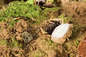 Entrance: Huge adult female of Moggridges trapdoor spider (Cteniza moggridgei) in defensive posture defending burrow