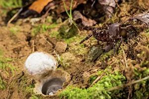 Entrance: Huge adult female of Moggridges trapdoor spider (Cteniza moggridgei) in defensive posture defending burrow