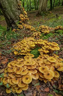 Clump: Huge clumps of Honey fungus, Armillaria mellea