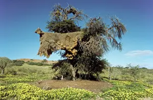 Philetairus: Huge communal nest of Sociable Weavers in a Camelthorn