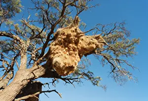 Philetairus: Huge communal nest of Sociable Weavers in a Camelthorn