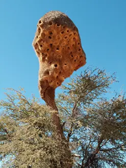 Philetairus: Huge communal nest of Sociable Weavers - in a Camelthorn