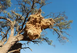Camelthorn: Huge communal nest of Sociable Weavers in a Camelthorn