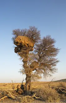 101017: Huge communal nest of Sociable Weavers in a camelthorn
