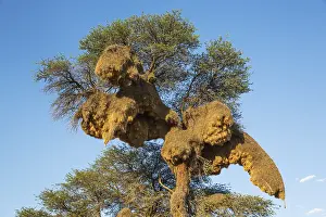 Camelthorn: Huge communal nest of Sociable Weavers in a camelthorn