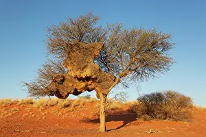 Isolation: Huge communal nest of Sociable Weavers (Philetairus socius) in a camelthorn tree (Vachellia erioloba)