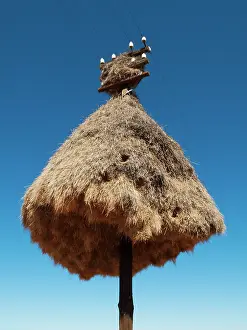 Philetairus: Huge communal nest of Sociable Weavers at a telephone pole