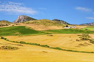 Cornfields: Huge cornfields, landscapes in Andalusia, Andalusia
