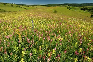 Sainfoin: Huge flowery Transylvanian grasslands, with yellow