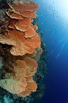 Fans: Huge Gorgonian Sea Fans