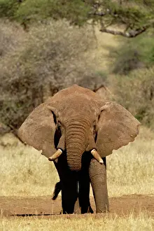 Manyara: Huge male African Elephantn loxodonta, Tarangire