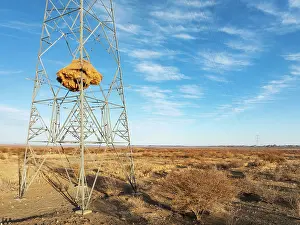 Weaver: Huge nest of Sociable Weavers (Philetairus socius) built in an elecricity pylon