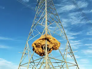 Weaver: Huge nest of Sociable Weavers (Philetairus socius) built in an elecricity pylon