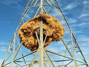 Weaver: Huge nest of Sociable Weavers (Philetairus socius) built in an elecricity pylon
