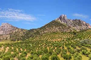 Olea: Huge olive tree plantations, landscapes in Andalusia