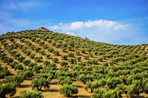 Olea: Huge olive tree plantations, landscapes in Andalusia