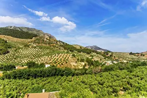 Olea: Huge olive tree plantations, landscapes in Andalusia