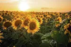 Sunflower: Huge sunflower field at sunset, Bnblingen, Germany, Europe