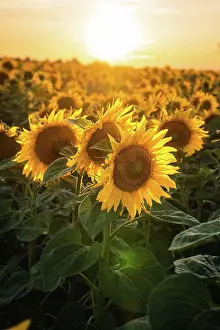 Sunflower: Huge sunflower field at sunset, Bnblingen, Germany, Europe
