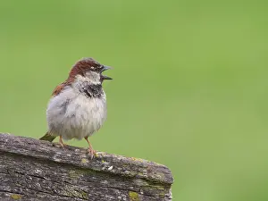 Zeevang: Huismus-Edam