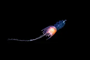 Skirt: Hula Skirt Siphonophore (Physophora hydrostatica)