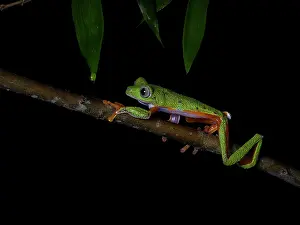Treefrog: Hull?s treefrog (Agalychnis hulli) walking on br