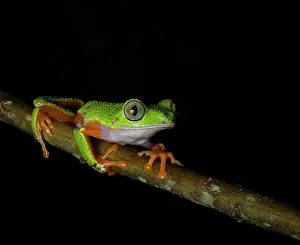 Treefrog: Hull?s treefrog (Agalychnis hulli) walking on br