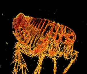 Flea: Human Flea - male
