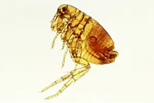Flea: HUMAN FLEA - X 7 1/2 magnification