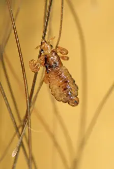 Lice: Human Head Louse - on human child hair