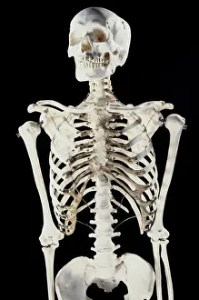 Scan: Human Skeleton