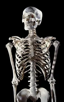 Scan: Human Skeleton