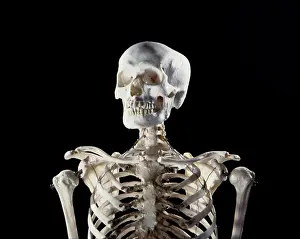 Scan: Human Skeleton