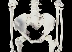 Scan: Human Skeleton
