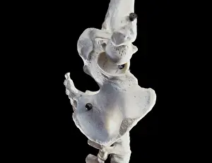 Scan: Human Skeleton